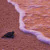 Article image for: Rushikulya Coast, <i class="tbold">Odisha</i>