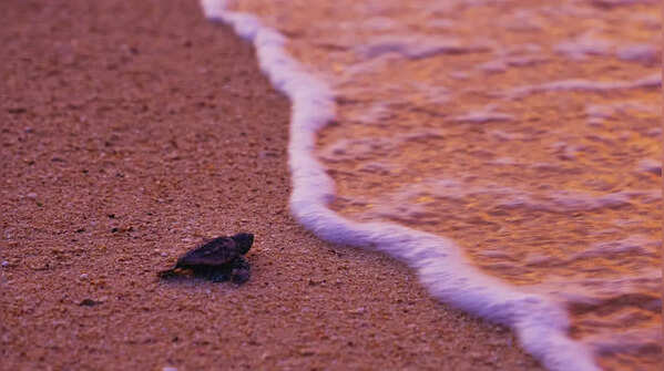 Rushikulya Coast, Odisha
