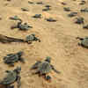 Article image for: 5 Indian beaches where visitors may witness turtle hatchings in <i class="tbold">april</i>-May