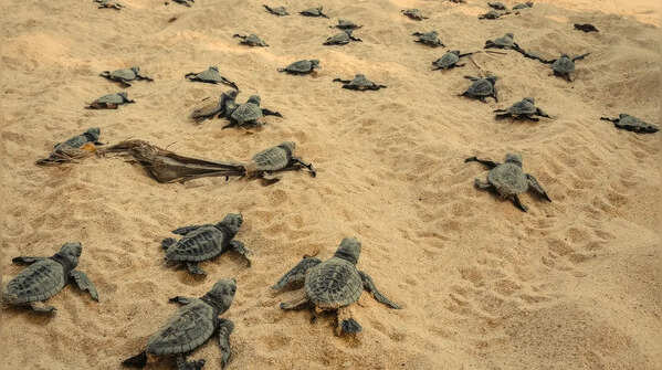 5 Indian beaches where visitors may witness turtle hatchings in April-May