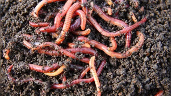Earthworms