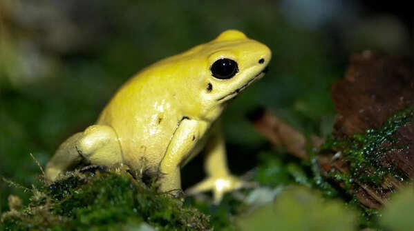 Frogs