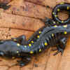 Salamanders