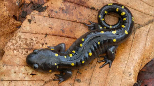 Salamanders