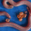 Caecilians