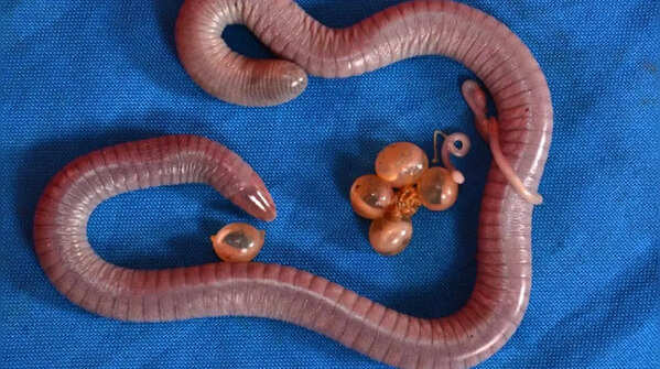 Caecilians