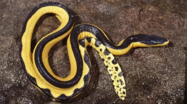 Sea snakes