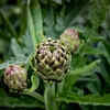 Globe artichoke for a statement plant