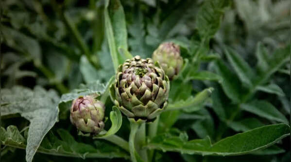 Globe artichoke for a statement plant