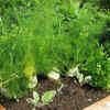 Article image for: Fennel for aromatic <i class="tbold">flavour</i>