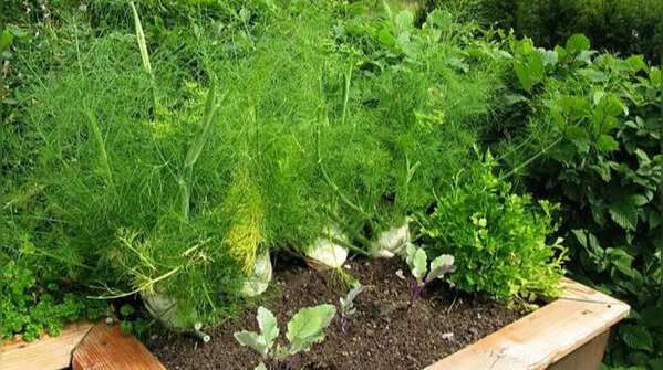 Fennel for aromatic flavour