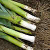 Leeks for steady growth