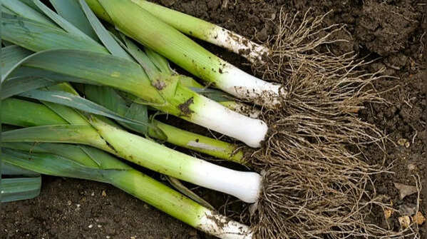 Leeks for steady growth