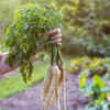 Parsnips for <i class="tbold">deep</i> container growth