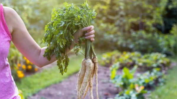 Parsnips for deep container growth