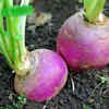 Article image for: Turnips for quick and easy results