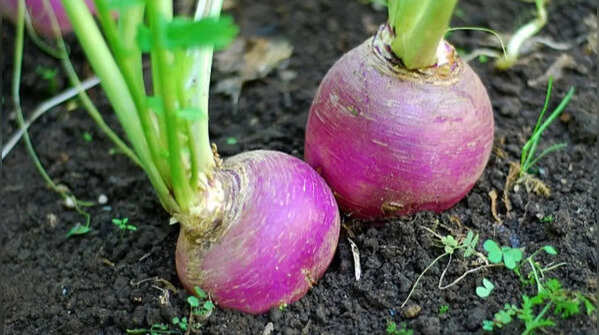 Turnips for quick and easy results