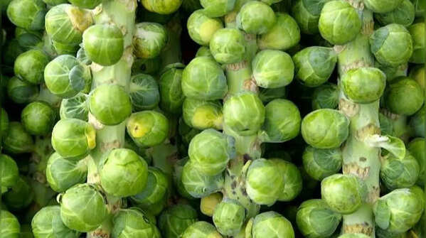 Brussels sprouts for compact growing