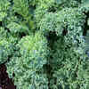 Article image for: Kale for hardy and continuous harvest