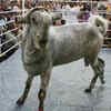 Article image for: Damascene goats