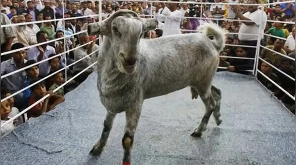 Damascene goats