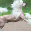 Article image for: Chinese crested dogs