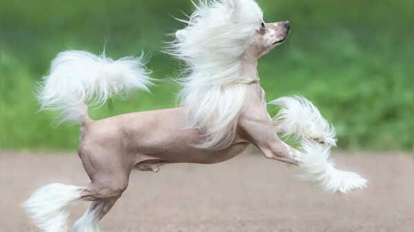 Chinese crested dogs
