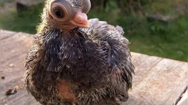 Budapest pigeons