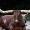 Ankole-Watusi cows