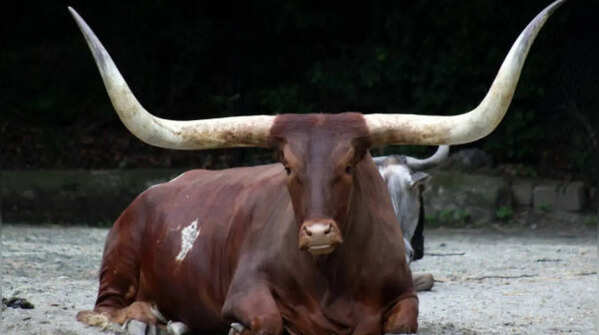 Ankole-Watusi cows