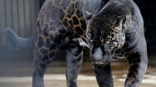 5 dangerous and horrifying pets created by humans against nature