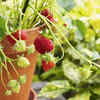 Article image for: The fruits you can grow in the UK climate (even in <i class="tbold">small</i> spaces)