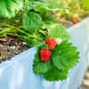 Strawberries