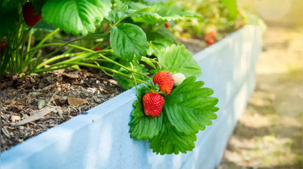 Strawberries