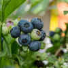 Blueberries