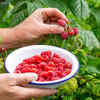 Raspberries