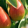 Pears