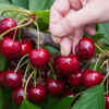 Article image for: Cherries