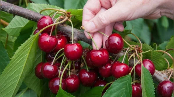 Cherries