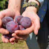 Plums