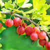 Gooseberries