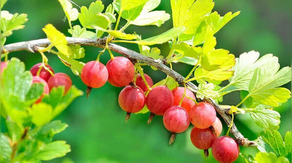 Gooseberries