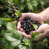 Blackcurrants