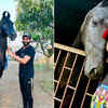 Article image for: Ravindra Jadeja, ‘Mr. Jaddu’s Farm House’, in Jamnagar