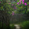 Article image for: Rhododendron season transforms the hills
