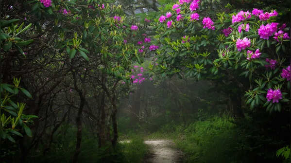 Rhododendron season transforms the hills