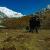 Article image for: Gateway to Khangchendzonga National Park