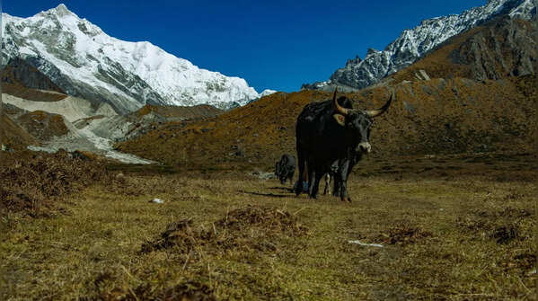 Gateway to Khangchendzonga National Park