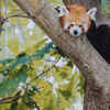Article image for: Home to rare Himalayan mammals