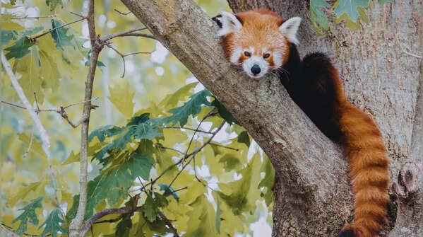 Home to rare Himalayan mammals